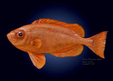 Gulf of Mexico Bigeye fish species