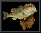 California Largemouth Bass Replica - 13lbs.