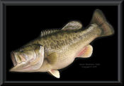 Georgia Largemouth Bass Reproduction - 9lbs.