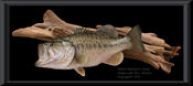 Florida Bass Reproduction - 14lbs.