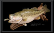 Florida Bass Reproduction with Baitfish