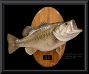 Florida Largemouth Bass Reproduction - 25"