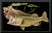 Bass Replica with lilly pads - 11lbs.