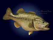 Largemouth Bass Replica - 17lbs.