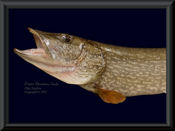Northern Pike Reproduction