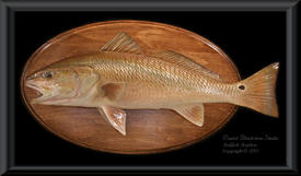 Sarasota Bay Redfish Reproduction