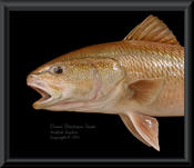 Redfish Replica