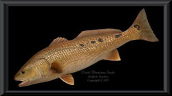 31" Redfish Replica 