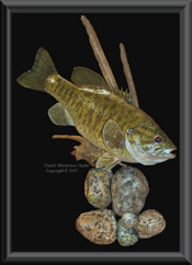 Ohio Smallmouth Bass