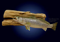 Spotted Seatrout / Speckled Trout Skin Mount