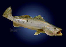 Spotted - Speckled Seatrout Replica