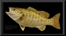 Smallmouth Bass Reproduction