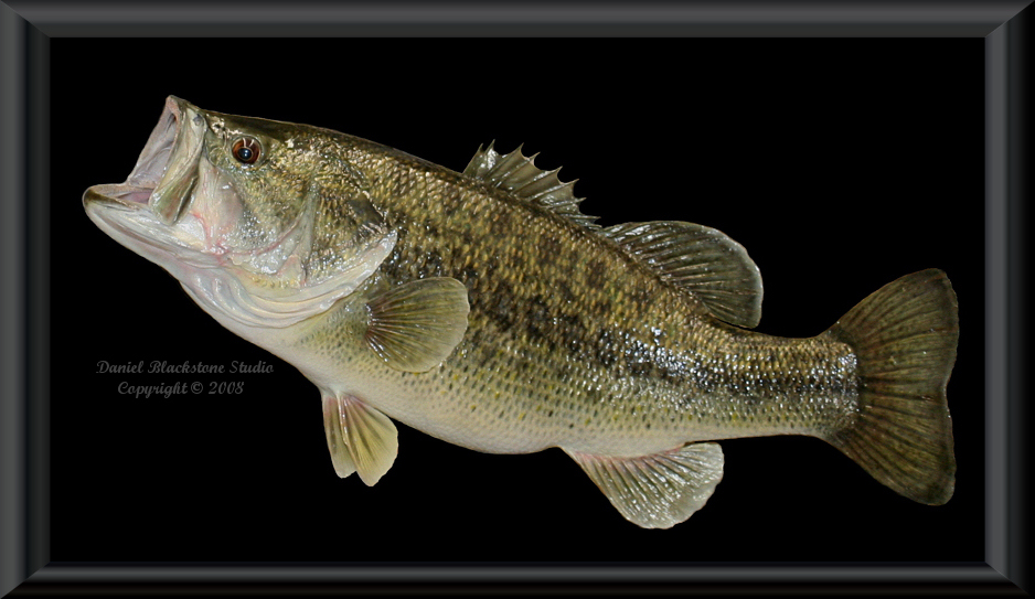 largemouth bass record. State Record Largemouth Bass