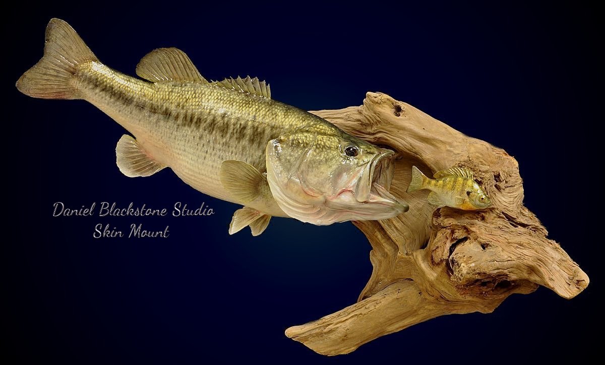 Largemouth Bass Fish Mounts & Replicas