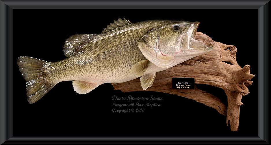 Spotted Bass Fish Mounts & Replicas by Coast-to-Coast Fish Mounts