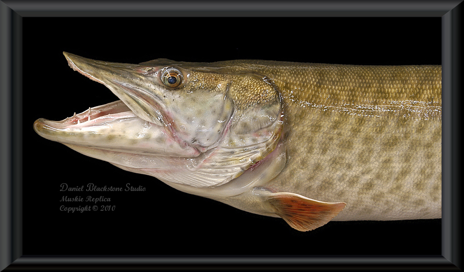 Muskellunge Plastic Fish realistic 3 1/8 inches long - F3439 B89