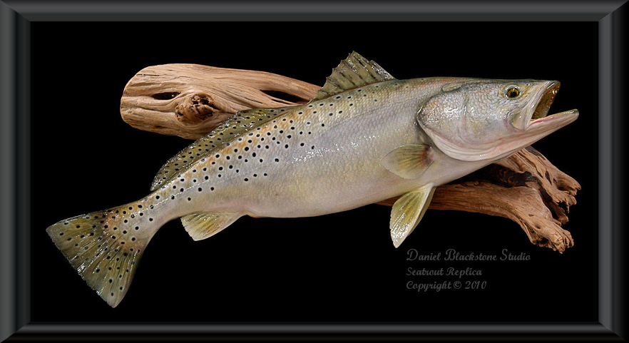 Spotted Seatrout (Speckled Trout) Fish Replicas & Reproductions