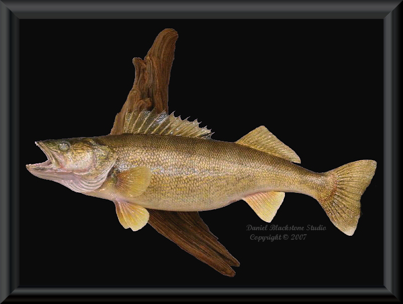 Walleye Fish Mounts & Replicas