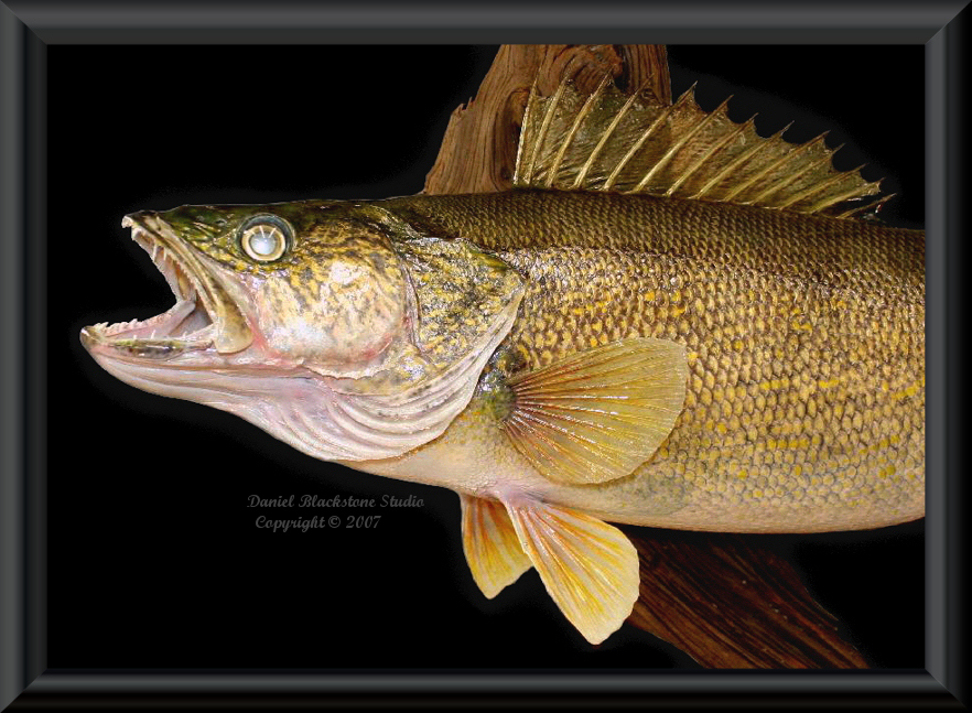 Walleye Fish Mounts & Replicas
