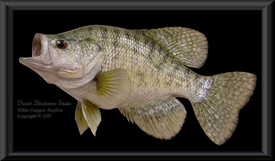 White Crappie Fiberglass Fish Replicas & Reproductions