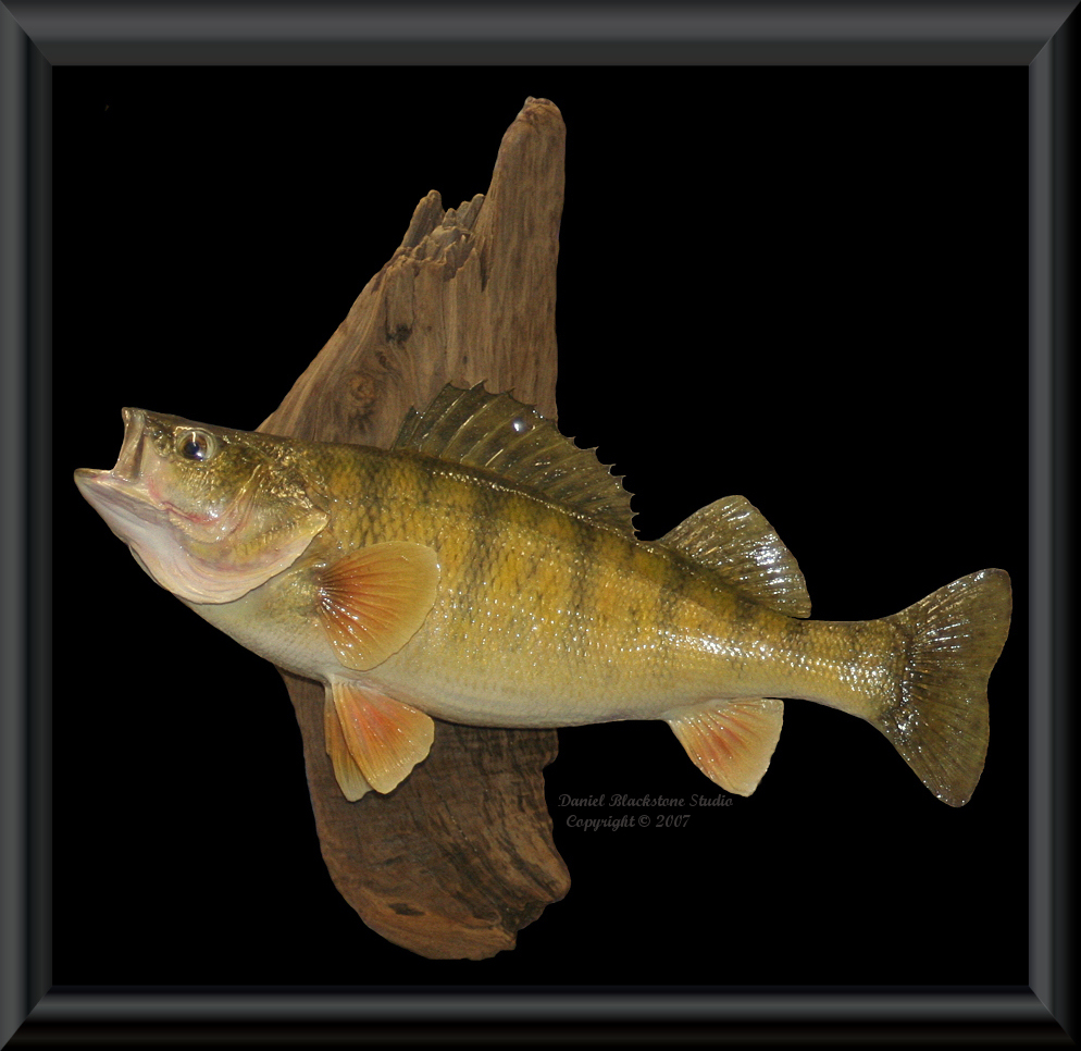 Yellow Perch Fish Mounts  Replicas