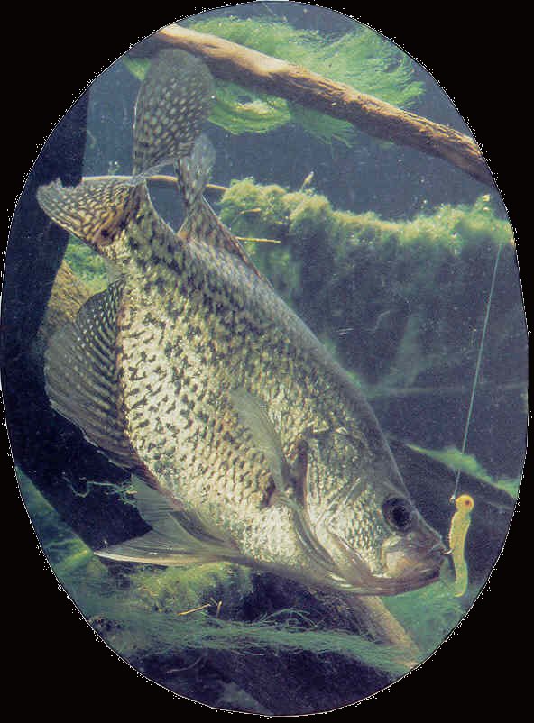 Professional fish taxidermists create quality fish taxidermy - FRESHWATER GAME FISH -Bass, Walleye, Trout, Muskie, Pike, Crappie, Bluegill. SALTWATER GAME FISH - Tarpon, Sailfish, Marlin, Bonefish, Redfish, Snook, Barracuda, etc.  