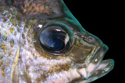 Saltwater Fish Mounts - Fish Replicas - Fish Taxidermy - Fish Taxidermist