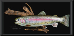 Rainbow Trout Fish Mounts & Replicas